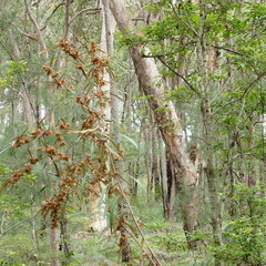 Lasiopetalum ferrugineum
