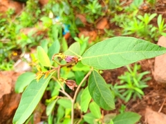 Solanum campylacanthum