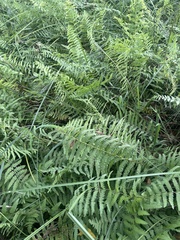 Thelypteris confluens