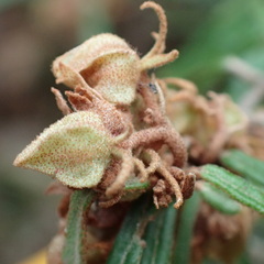 Lasiopetalum ferrugineum