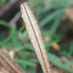 Lasiopetalum ferrugineum
