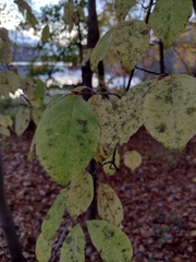 Viburnum prunifolium