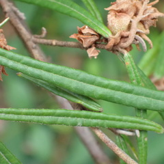 Lasiopetalum ferrugineum