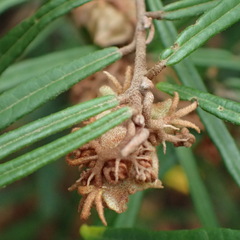 Lasiopetalum ferrugineum