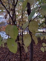 Viburnum prunifolium