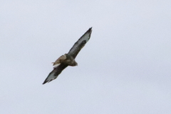 Buteo trizonatus