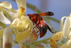 Rhynchium oculatum