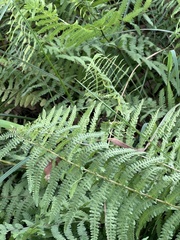 Thelypteris confluens