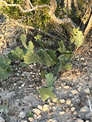 Acourtia nana