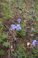 Viola pedata