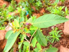 Solanum campylacanthum