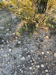 Acourtia nana