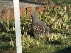 Patagioenas maculosa