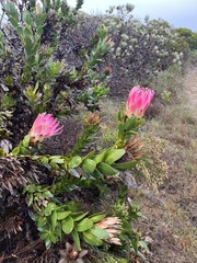 Protea compacta
