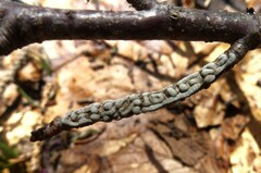 Polyschismium chailletii