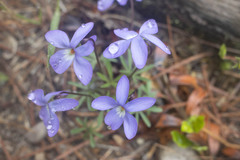 Viola pedata