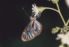 Ithomia agnosia