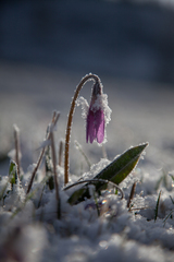 Erythronium sibiricum