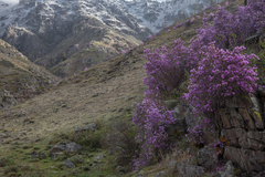 Rhododendron ledebourii