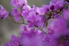 Rhododendron ledebourii