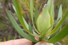 Flatseed Conebushes - Photo (c) Nanna Joubert, some rights reserved (CC BY-NC), uploaded by Nanna Joubert