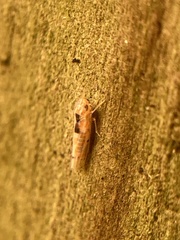 Erythroneura octonotata