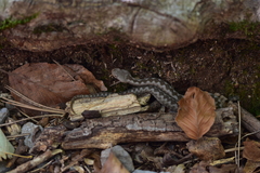 Vipera ammodytes