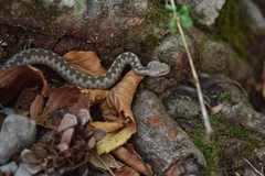 Vipera ammodytes