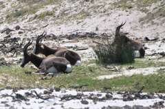 Damaliscus pygargus pygargus