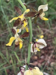 Eulophia streptopetala