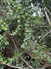 Solanum seaforthianum