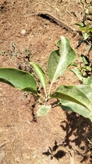 Escallonia pulverulenta