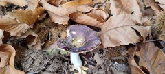 Russula