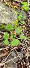 Urtica sykesii
