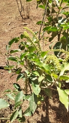 Escallonia pulverulenta