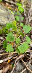 Urtica sykesii
