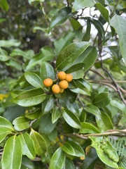 Huberantha nitidissima