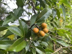 Huberantha nitidissima