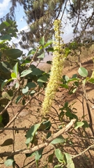 Escallonia pulverulenta