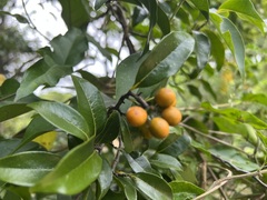 Huberantha nitidissima