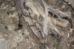 Myrmecia