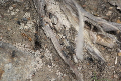 Myrmecia