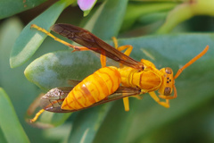 Polistes wattii