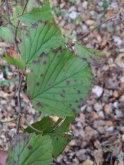 Viburnum dentatum