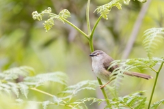 Prinia subflava