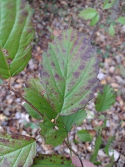Viburnum dentatum