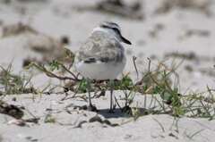 Charadrius marginatus