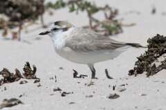 Charadrius marginatus