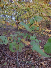 Viburnum dentatum