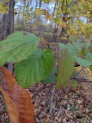 Viburnum dentatum